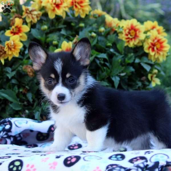 Katie, Pembroke Welsh Corgi Puppy