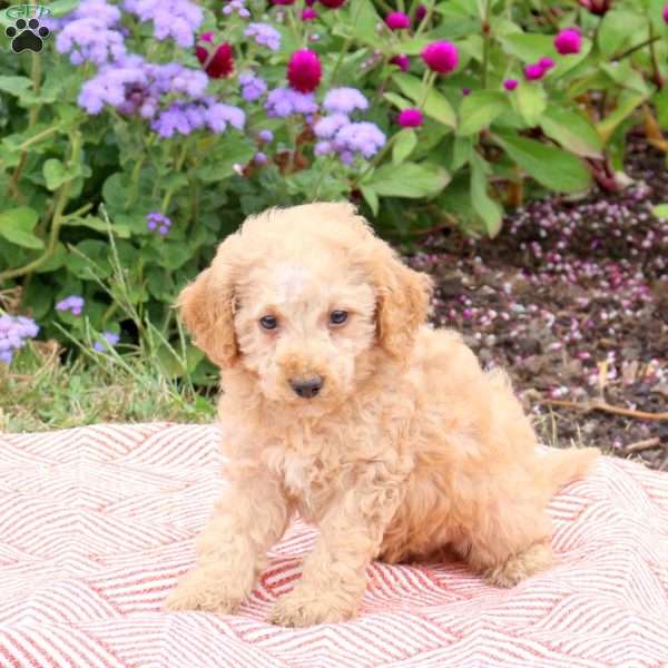 Kade, Miniature Poodle Puppy