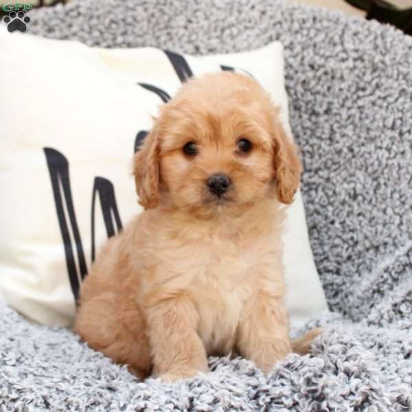 Kaden, Cavapoo Puppy