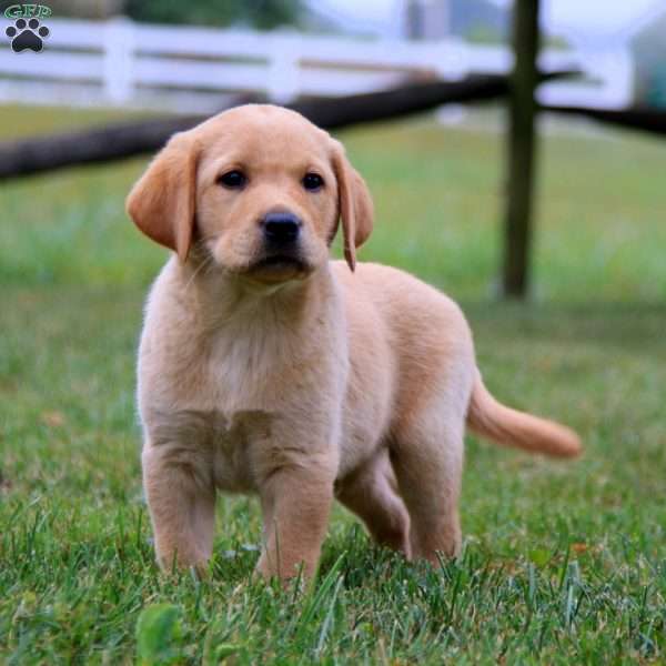 Kaden, Fox Red Labrador Retriever Puppy