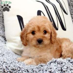 Kaden, Cavapoo Puppy