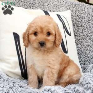 Kaden, Cavapoo Puppy