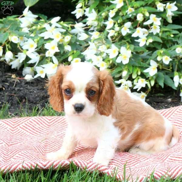 Kai, Cavalier King Charles Spaniel Puppy