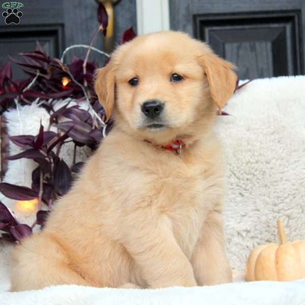 Kai, Golden Retriever Puppy