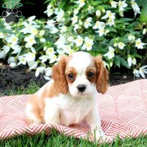 Kai, Cavalier King Charles Spaniel Puppy