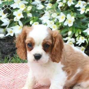 Kai, Cavalier King Charles Spaniel Puppy