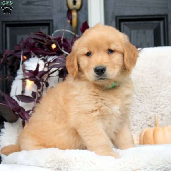 Kaleb, Golden Retriever Puppy