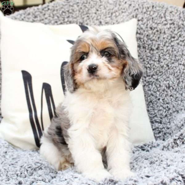 Kaleb, Cavapoo Puppy