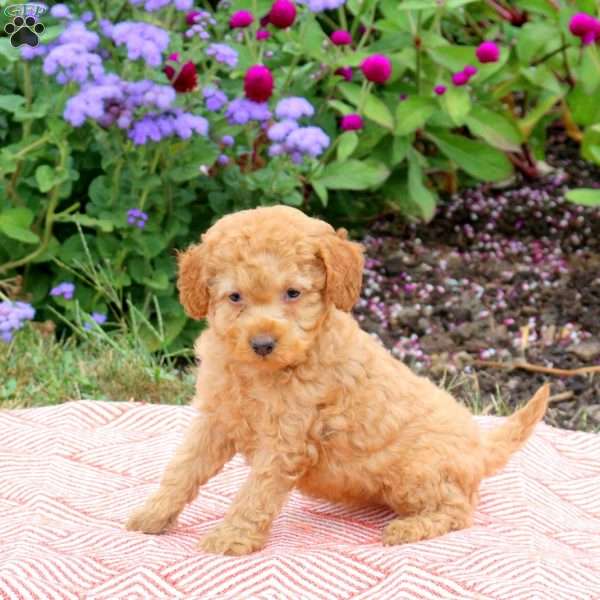 Kalie, Miniature Poodle Puppy