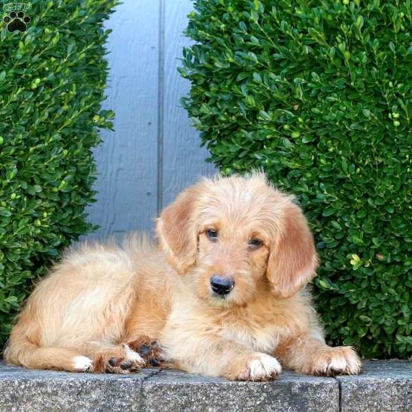 Kane, Labradoodle Puppy