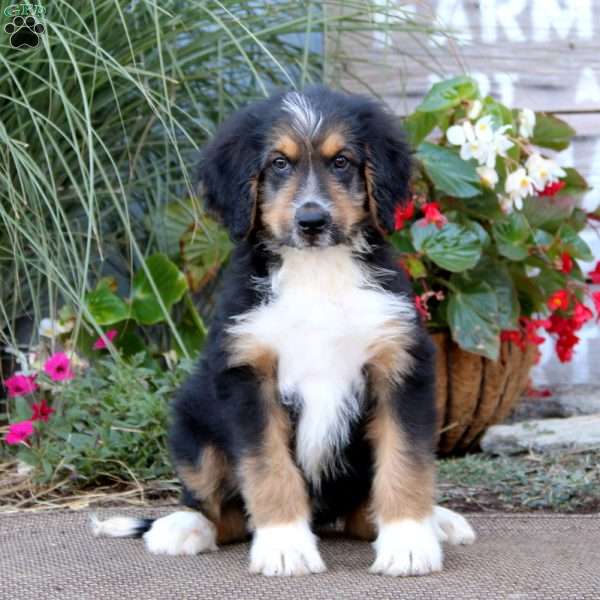 Kane, Bernedoodle Puppy