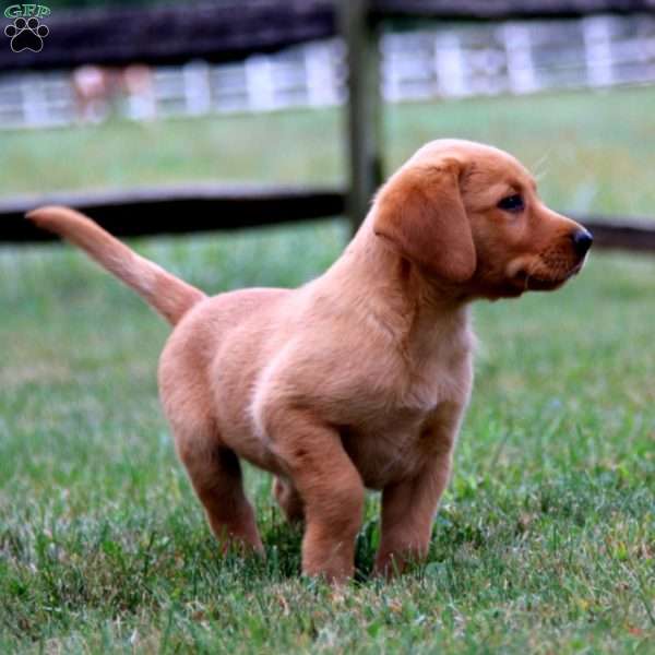 Kane, Fox Red Labrador Retriever Puppy