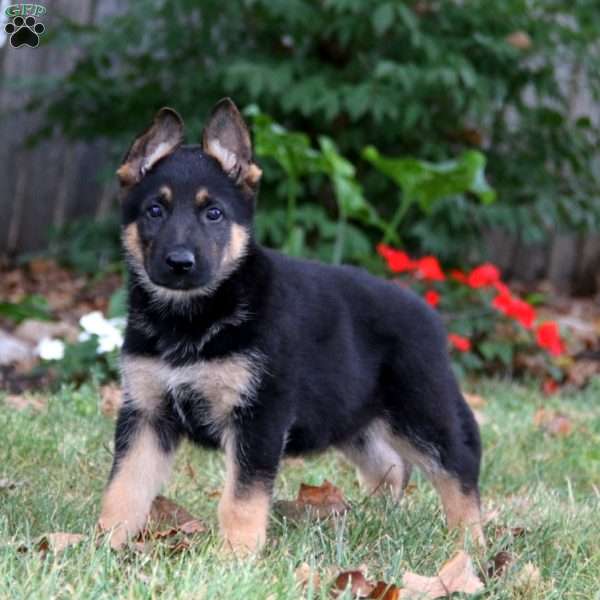 Kane, German Shepherd Puppy