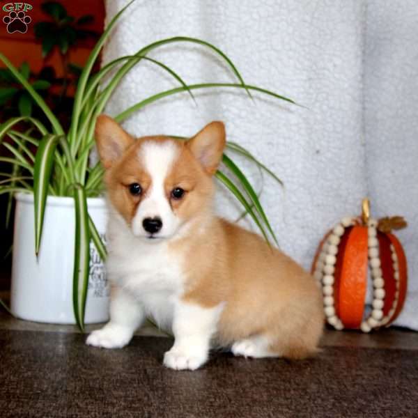 Kane, Pembroke Welsh Corgi Puppy