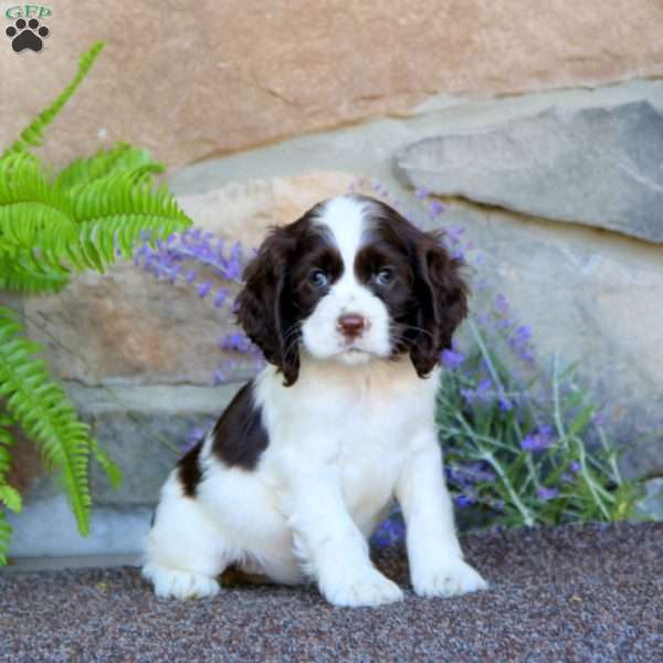 Karla, Cocker Spaniel Puppy