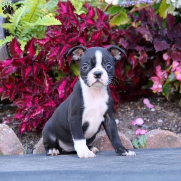 Karla, Boston Terrier Puppy