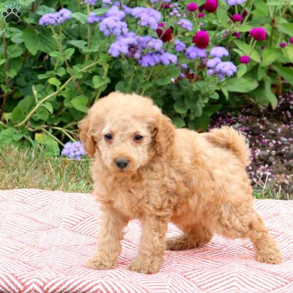 Karmen, Miniature Poodle Puppy