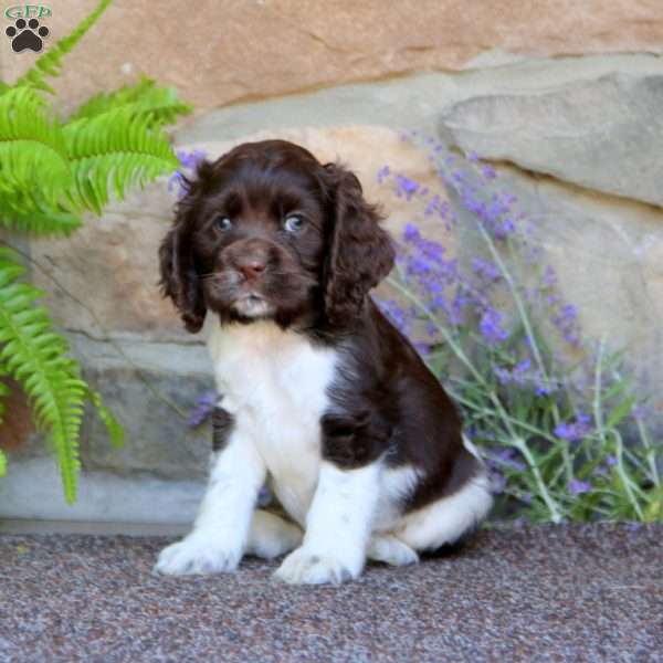 Karter, Cocker Spaniel Puppy