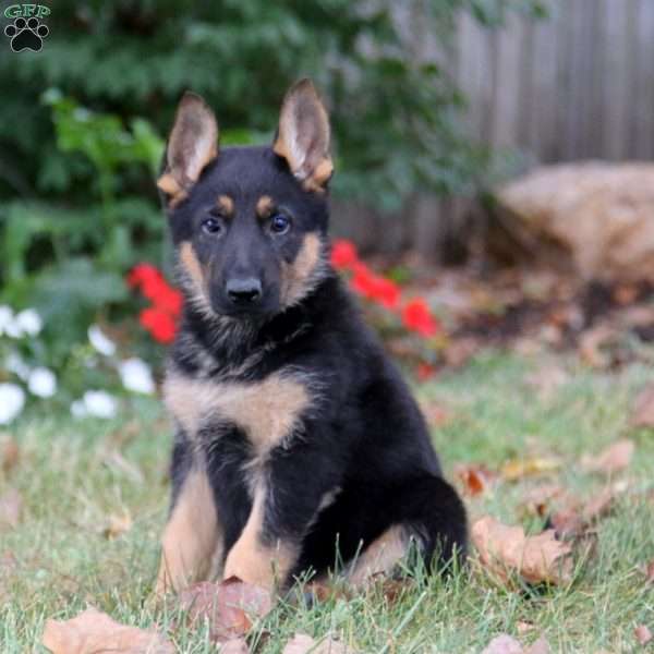 Karter, German Shepherd Puppy