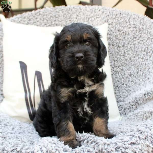 Karter, Cavapoo Puppy