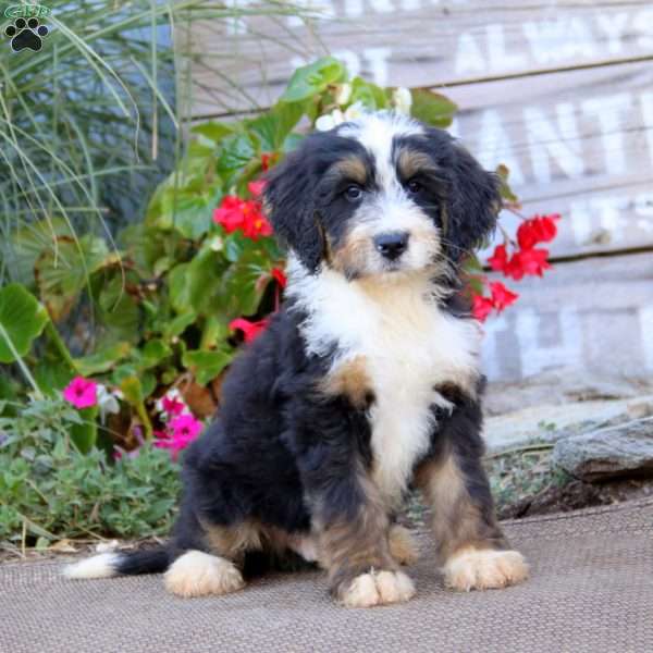 Karter, Bernedoodle Puppy