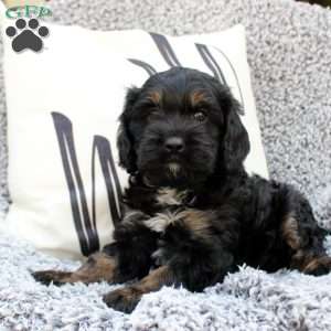 Karter, Cavapoo Puppy