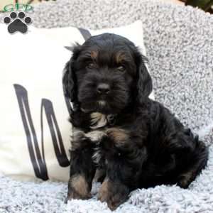 Karter, Cavapoo Puppy