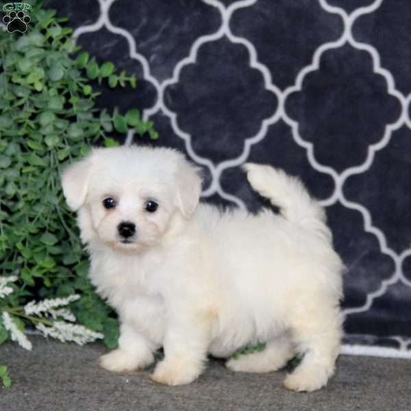 Kate, Bichon Frise Puppy