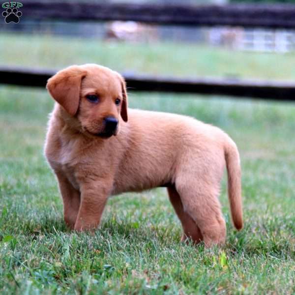 Kate, Fox Red Labrador Retriever Puppy