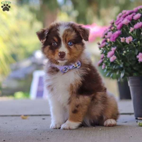 Kathy, Miniature Australian Shepherd Puppy