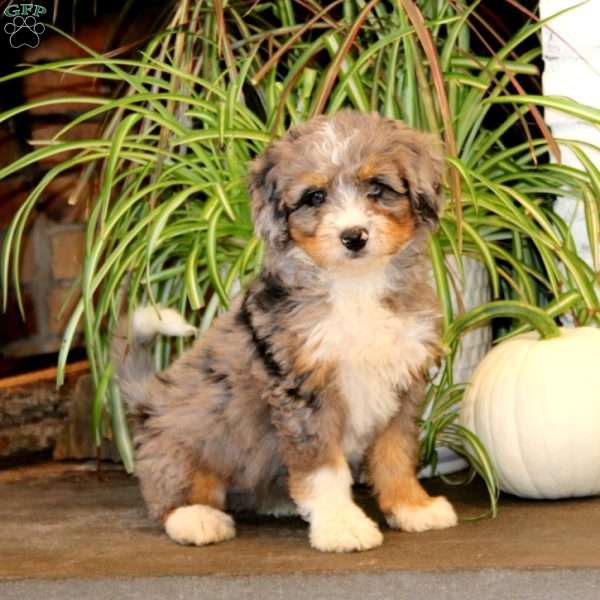 Katie, Mini Bernedoodle Puppy