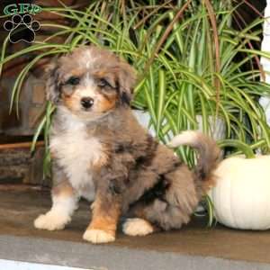 Katie, Mini Bernedoodle Puppy