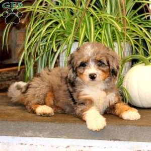 Katie, Mini Bernedoodle Puppy