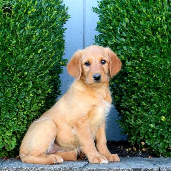 Kayla, Labradoodle Puppy