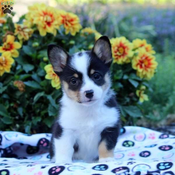 Kaylene, Pembroke Welsh Corgi Puppy