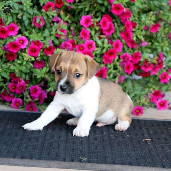 Kayson, Jack Russell Mix Puppy