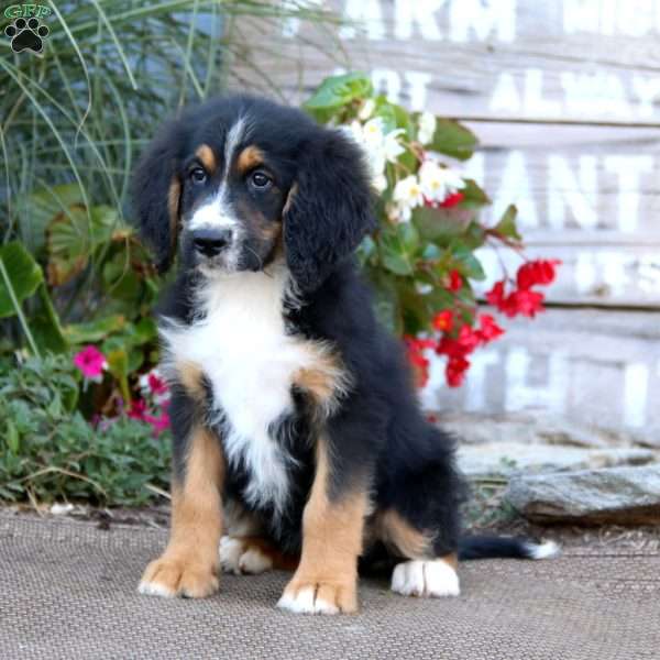 Kayson, Bernedoodle Puppy