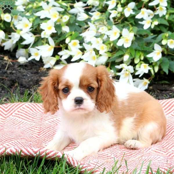 Kellie, Cavalier King Charles Spaniel Puppy