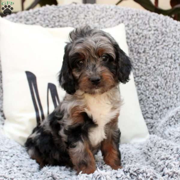 Kelly, Cavapoo Puppy