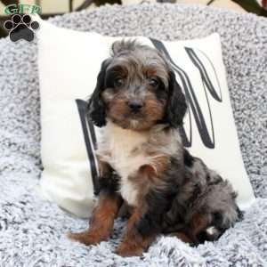 Kelly, Cavapoo Puppy