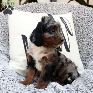 Kelly, Cavapoo Puppy