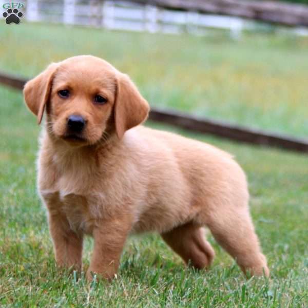 Kelsey, Fox Red Labrador Retriever Puppy