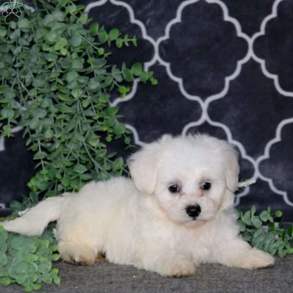 Kelsey, Bichon Frise Puppy