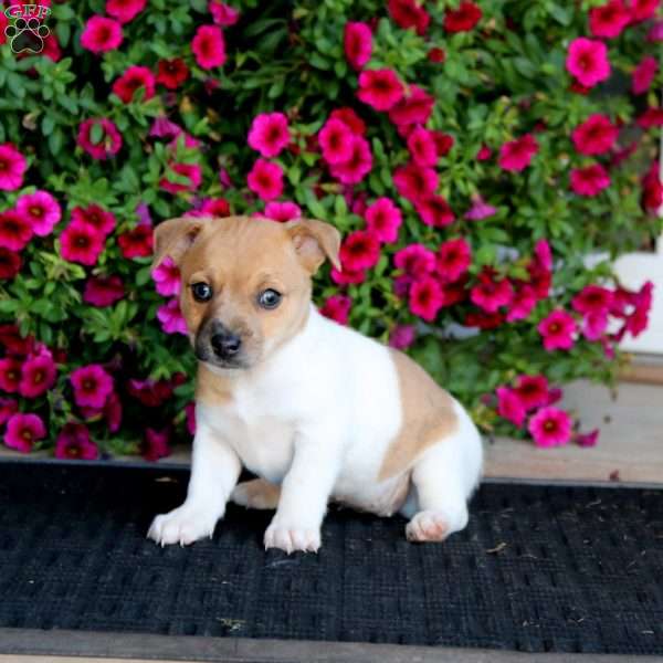 Kelsey, Jack Russell Mix Puppy