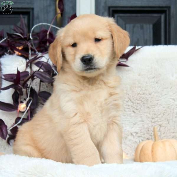 Ken, Golden Retriever Puppy