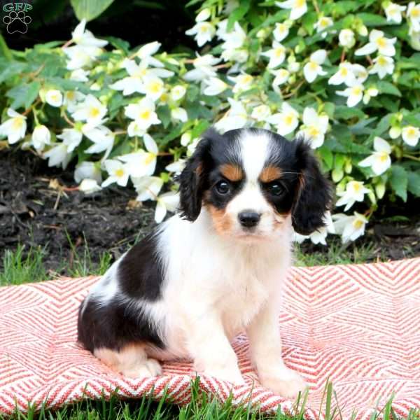 Kendall, Cavalier King Charles Spaniel Puppy