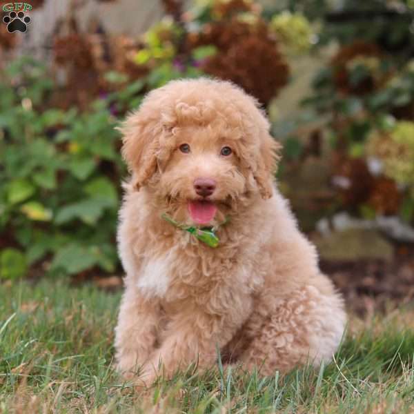 Kensington, Mini Aussiedoodle Puppy