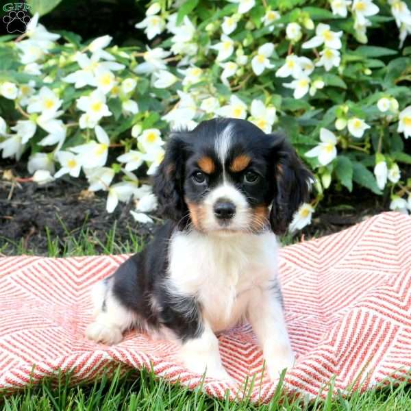 Kevin, Cavalier King Charles Spaniel Puppy