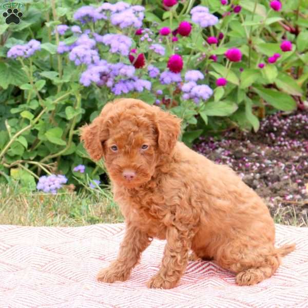 Kevin, Miniature Poodle Puppy