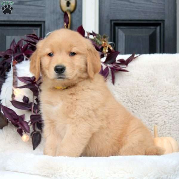 Kevin, Golden Retriever Puppy